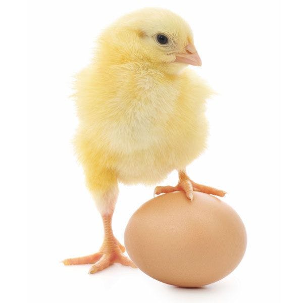 uovo di gallina