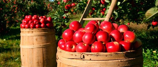 Les fruits et légumes de saison