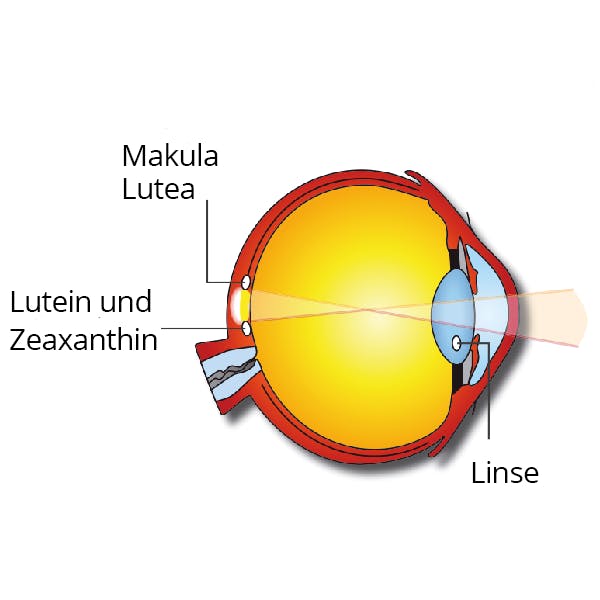 Grafik Auge