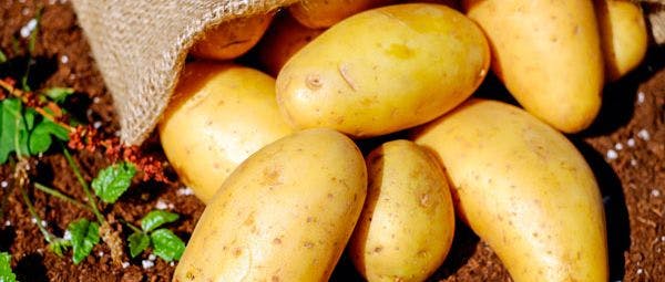 Die Kartoffel - ein wertvolles Nahrungsmittel