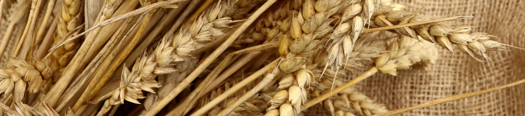 Un’alimentazione senza glutine
