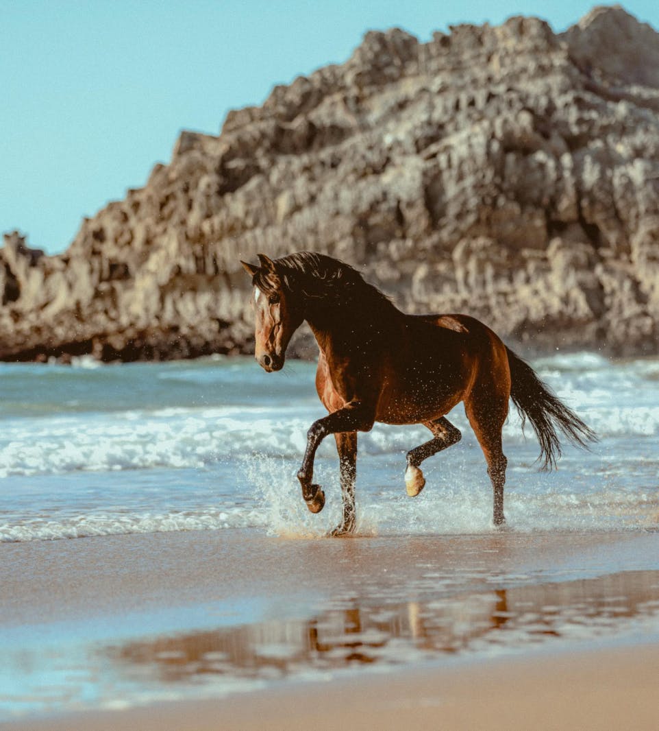 Horse galloping across Psarou beach