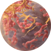 Cell therapy