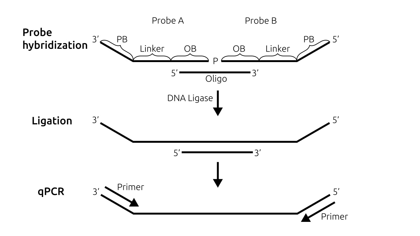 Splint ligation qPCR diagram