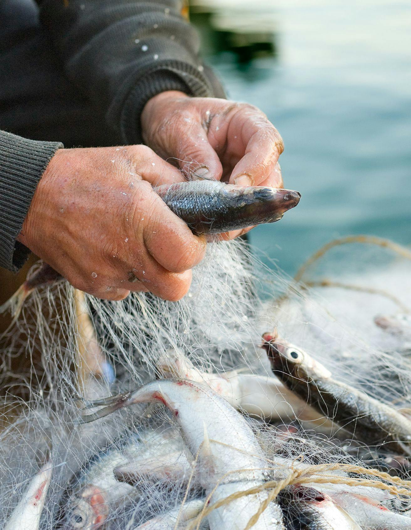 Close up of hands untangling a fish from a net above other several fish caught in a net