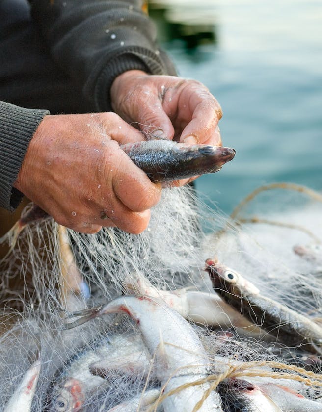 Close up of hands untangling a fish from a net above other several fish caught in a net