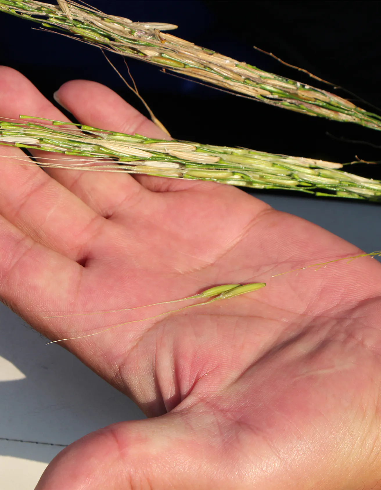 Hand holding wild grain