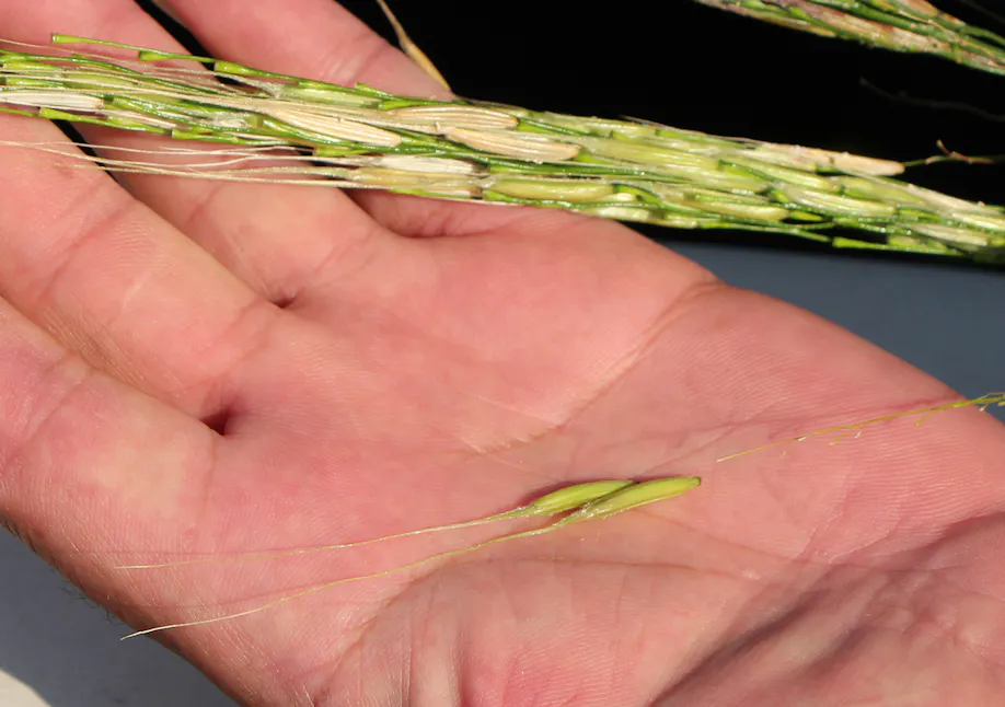 Hand holding wild grain