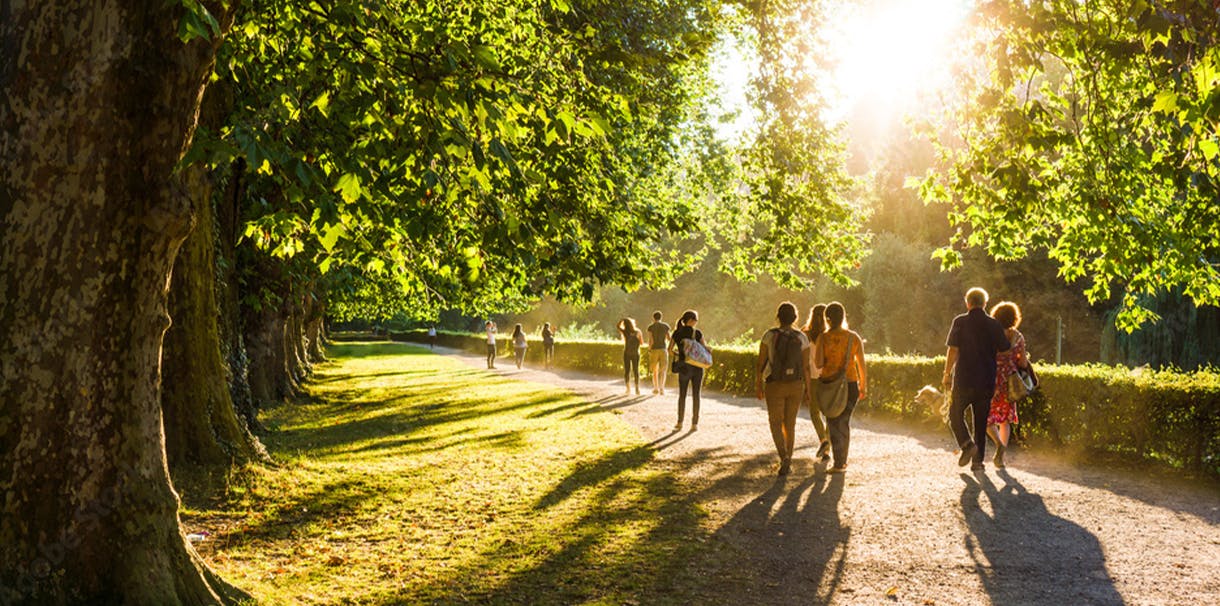 group of people walking in a forested park