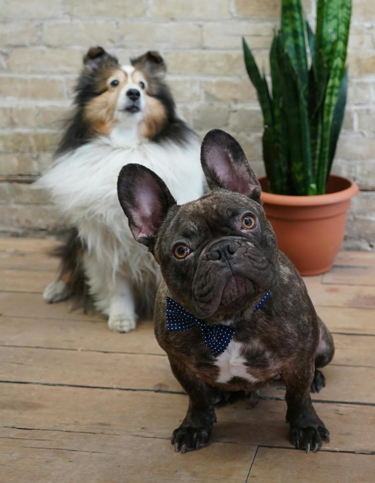 A dark coloured french bulldog and a black white and orange collie sit on the floor beside office plants