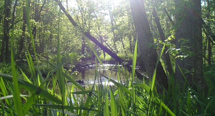 A river flows through a forest with long green grass along the banks.