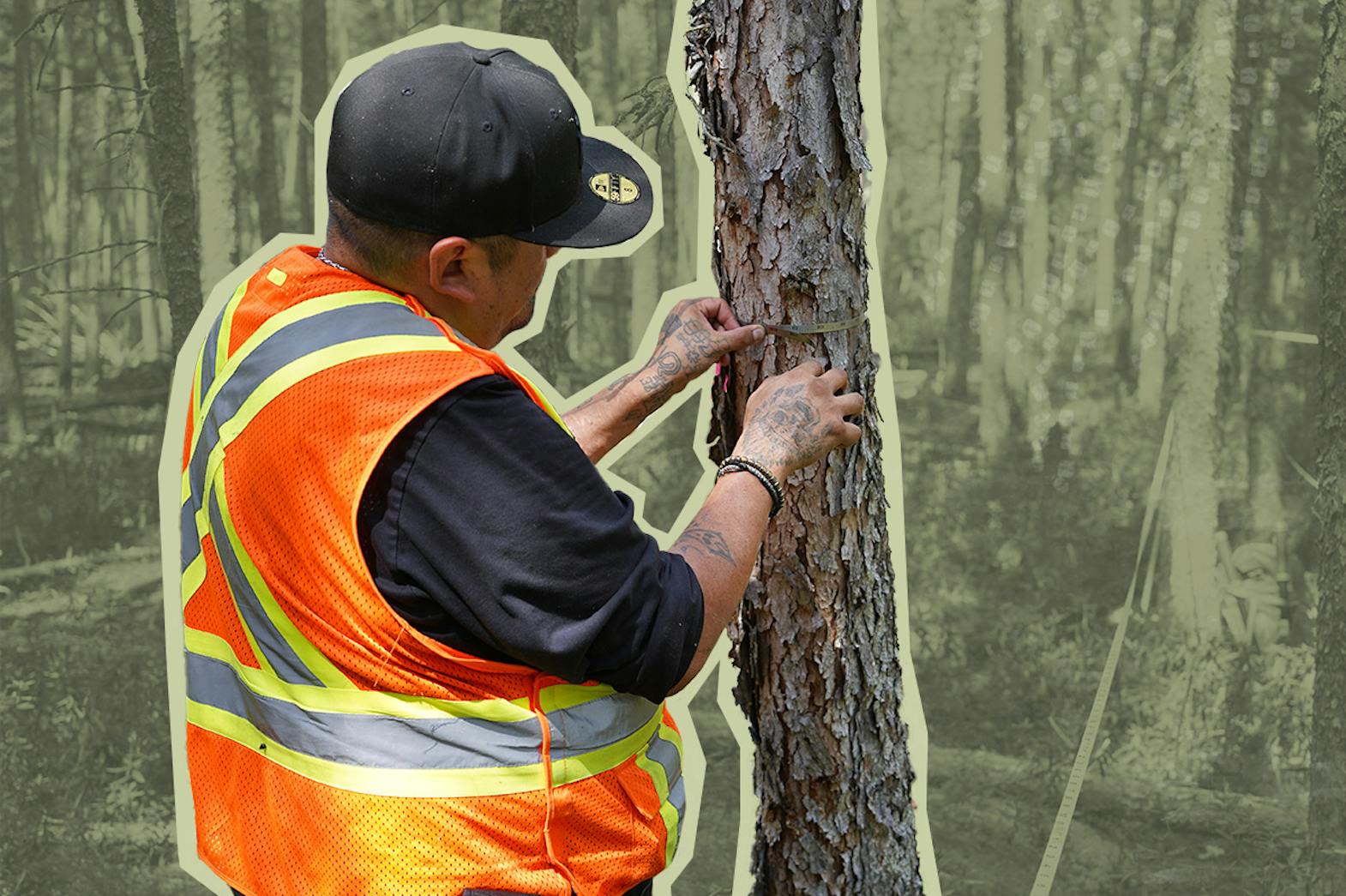 A man wearing an orange safety vest measures the circumference of a tree