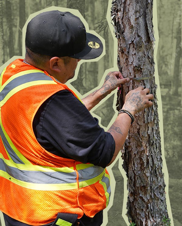 A man wearing an orange safety vest measures the circumference of a tree
