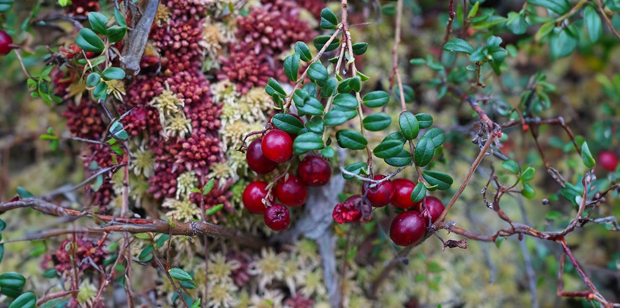 A bushel of red berries in the forest