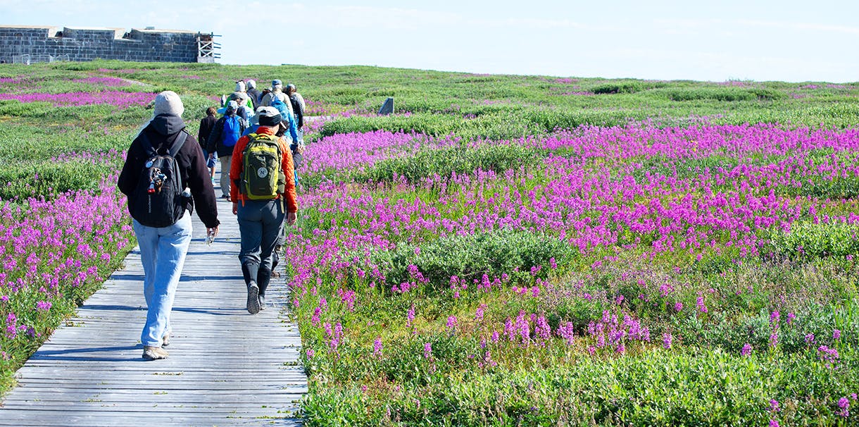 Several people walking on a boardwalk through a field of grass and bright purple flowers