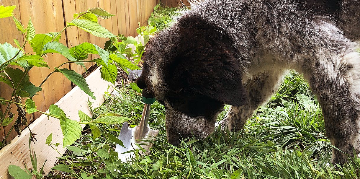 A dog sniffs the grass in a yard