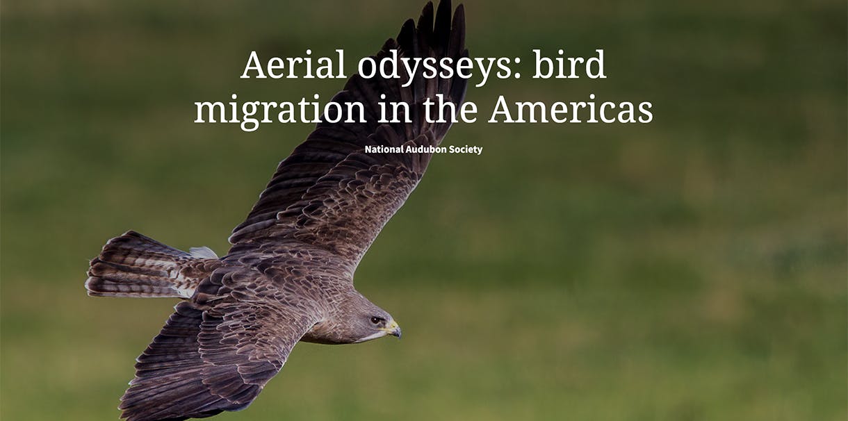 A bird flying through a field with overlaying text reading "Aerial odysseys: bird migration in the Americas".