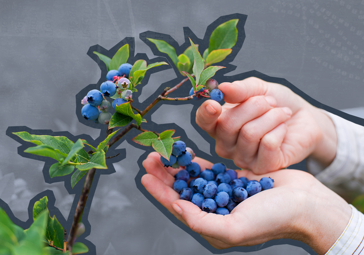 two hands picking blueberries