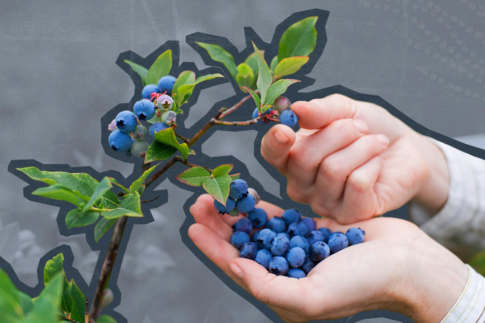 two hands picking blueberries