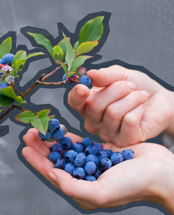 two hands picking blueberries