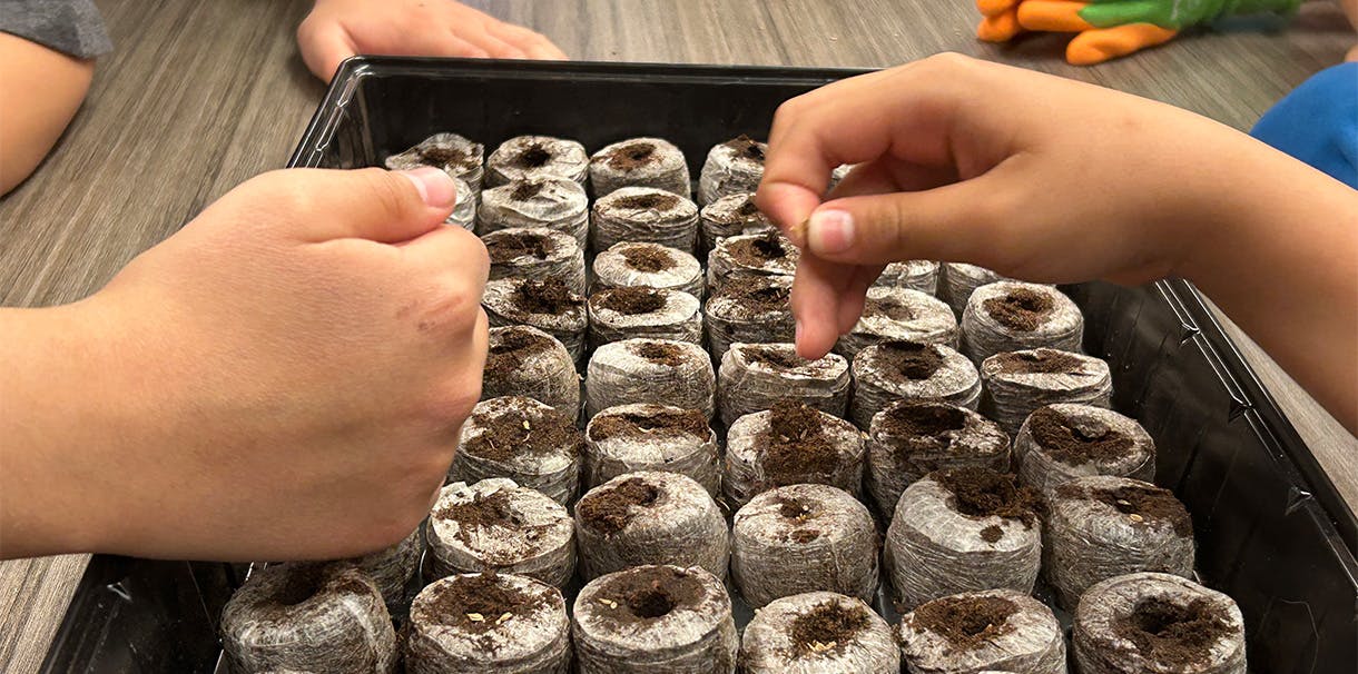 Children's hands plant seeds in soil starter kits