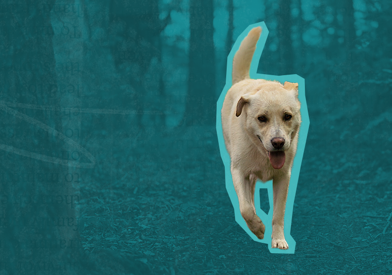a dog runs through a forest