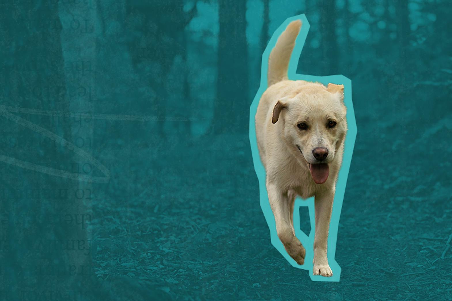 a dog runs through a forest