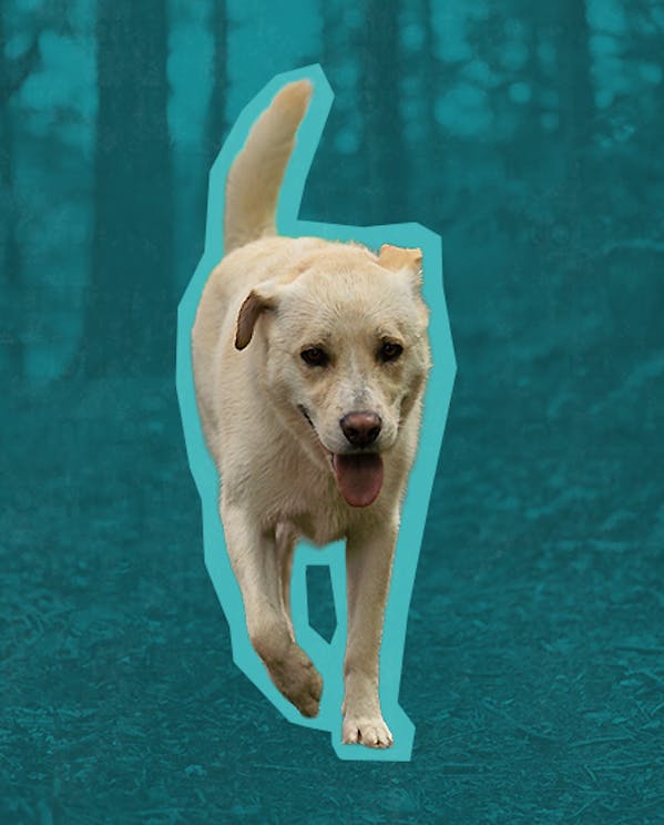 a dog runs through a forest