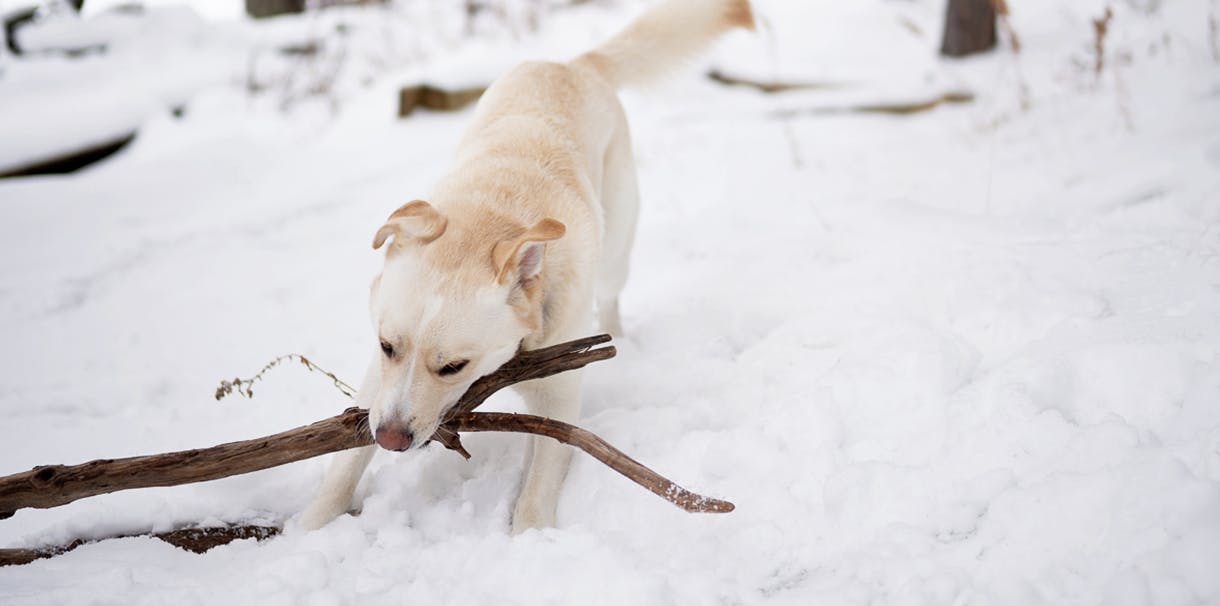 a dog biting on a stick surrounded by snow