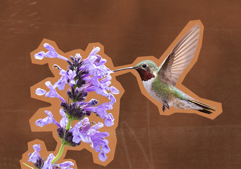 a hummingbird flies near a purple flower
