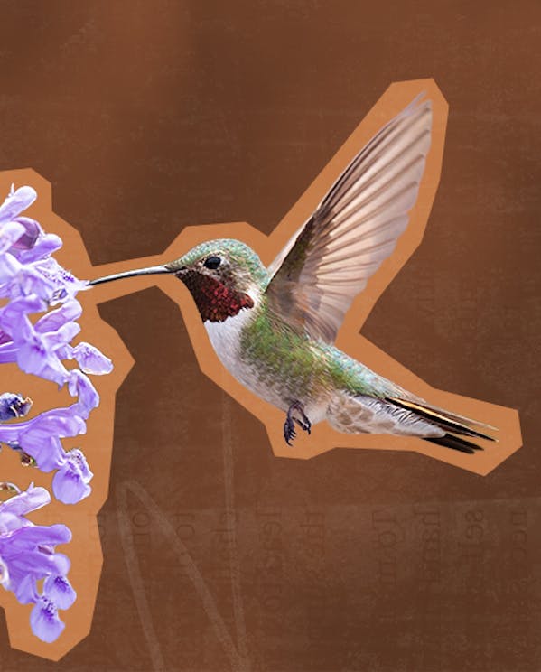 a hummingbird flies near a purple flower