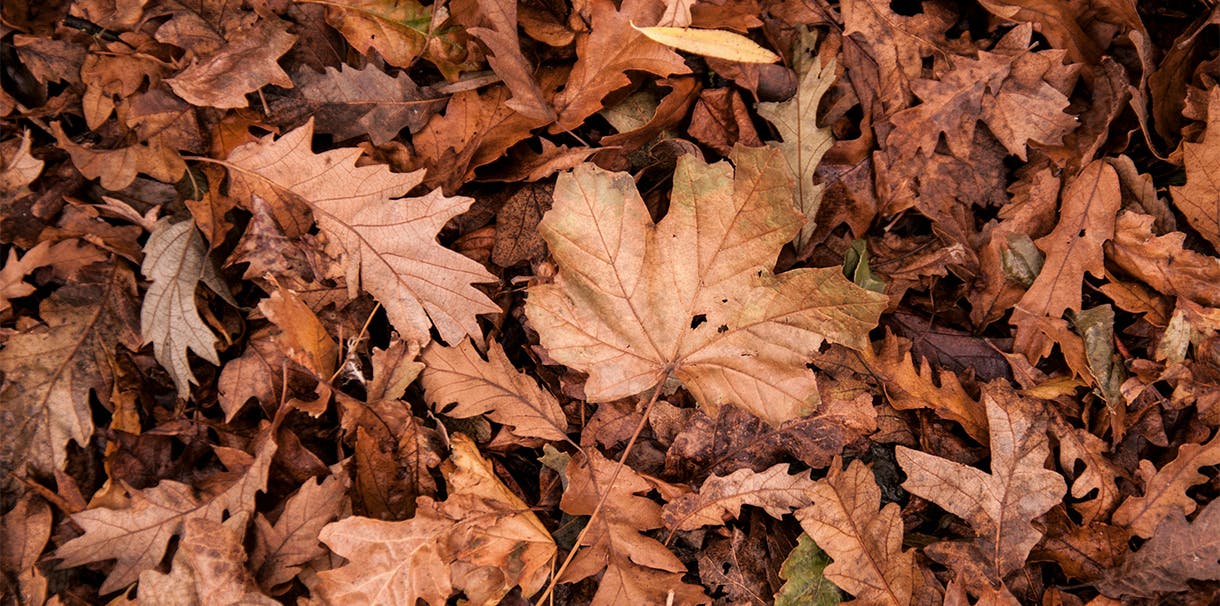 A pile of fall leaves