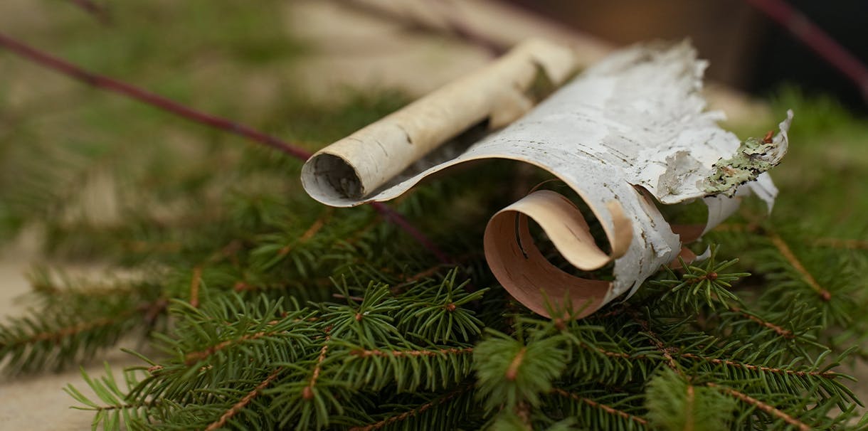 Birch bark laying on top of a bed of cedar