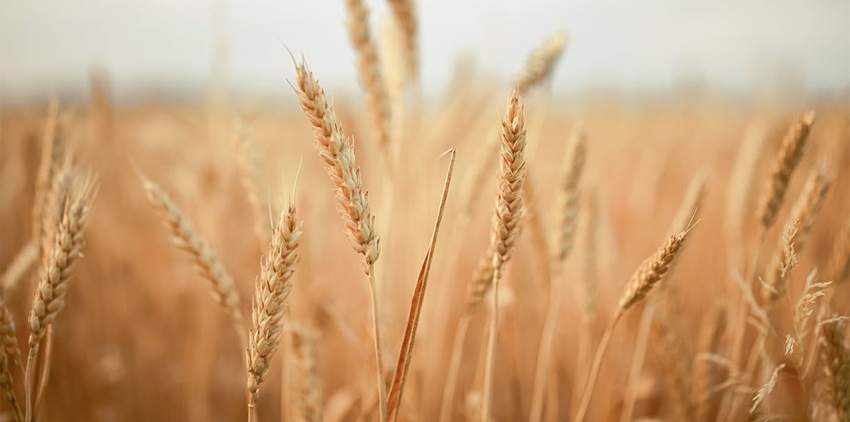 A field of wheat