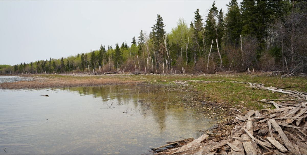 Line of trees surrounding the shoreline of a lake