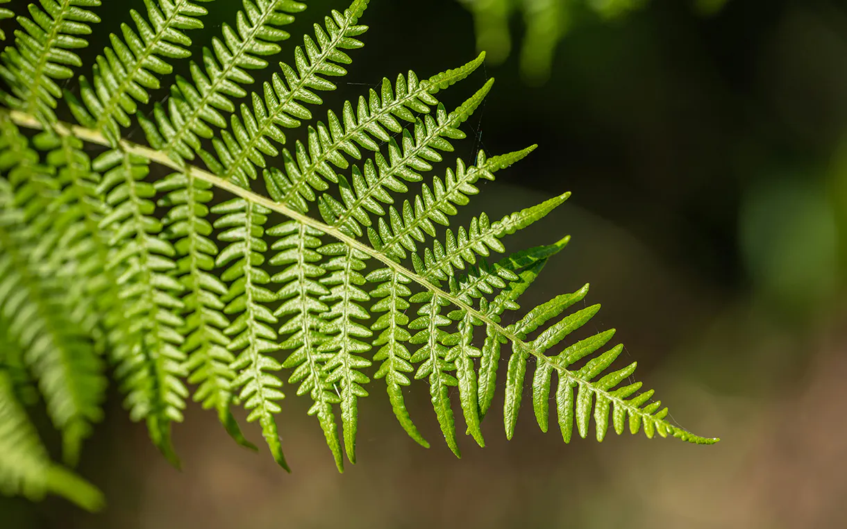 Closeup view of a fern leaf
