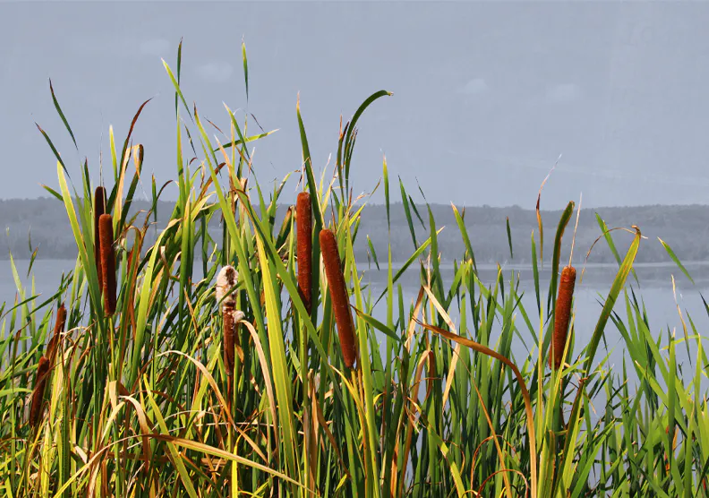 A scenery of a wetlands environment with cattails overlooking a marsh