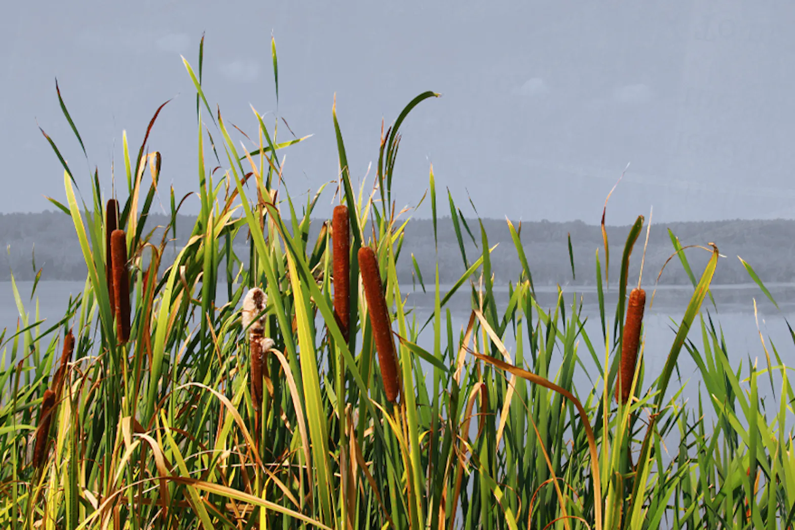A scenery of a wetlands environment with cattails overlooking a marsh