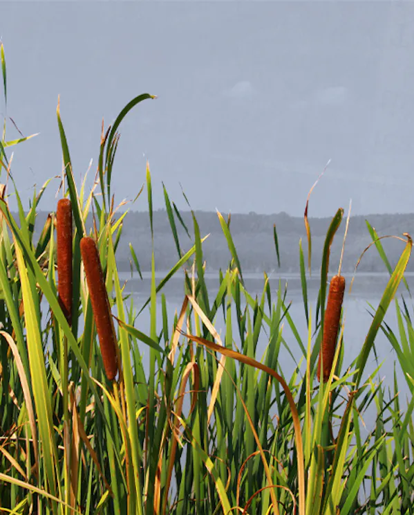 A scenery of a wetlands environment with cattails overlooking a marsh