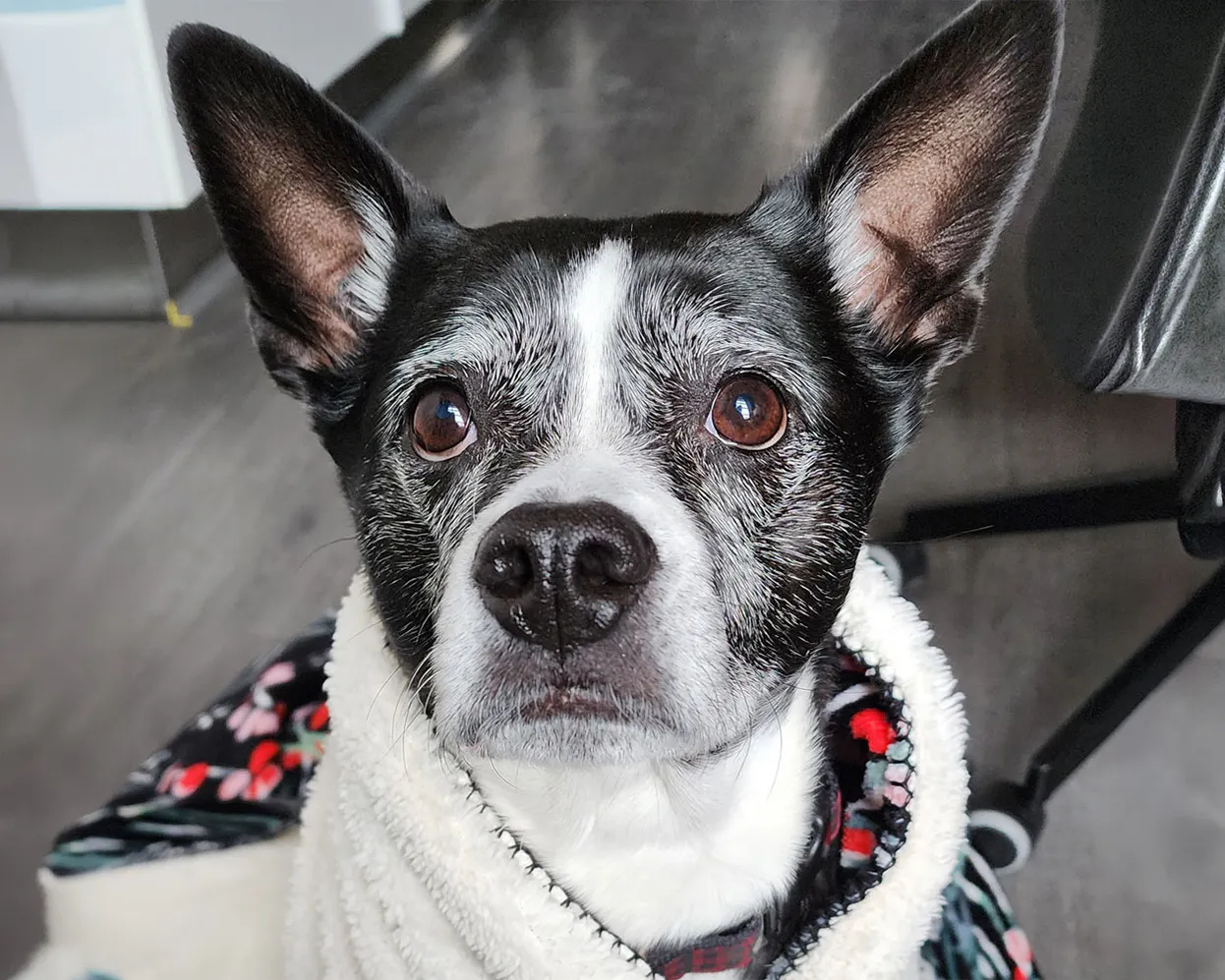 Portrait of Beans the dog