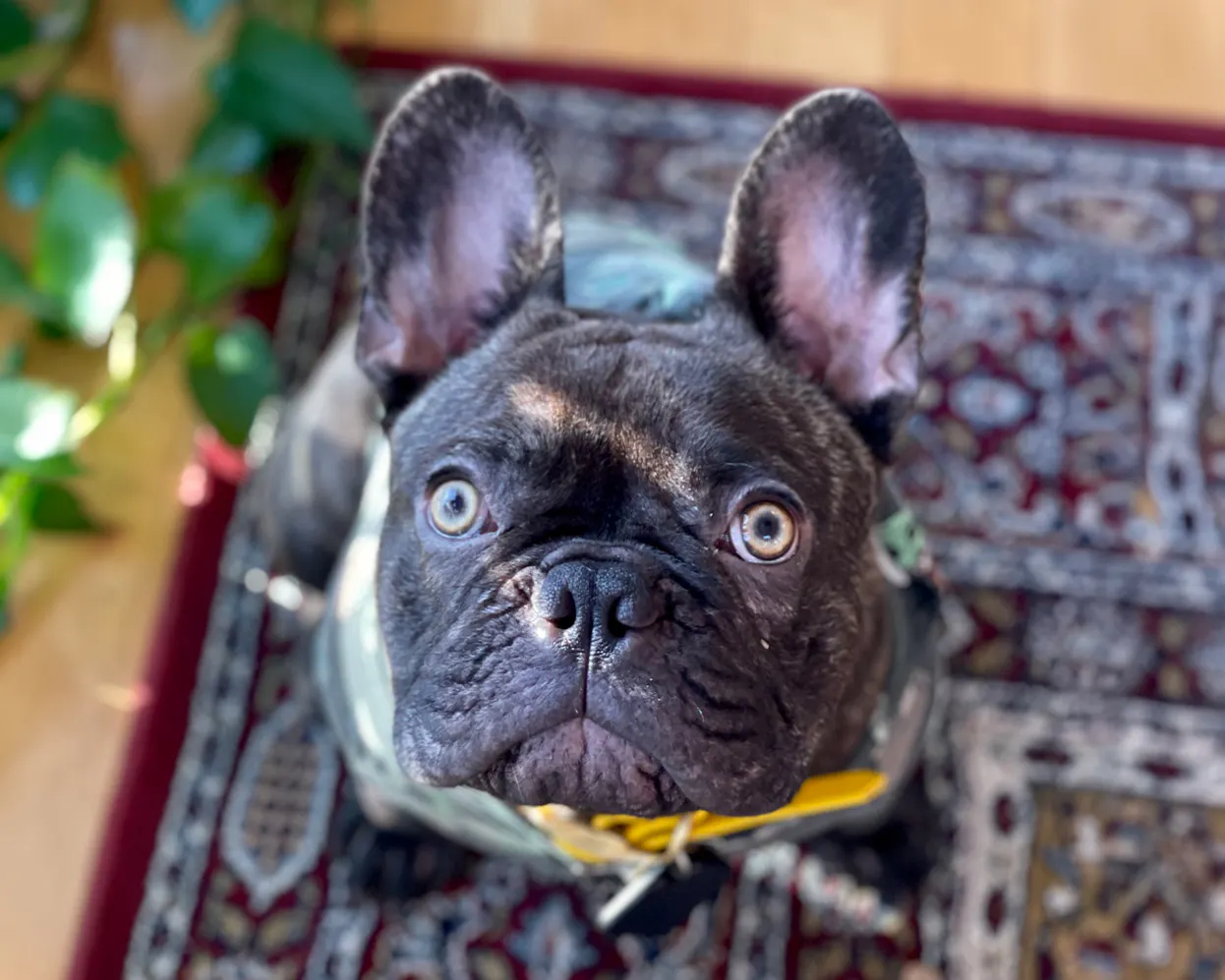Portrait of Winston