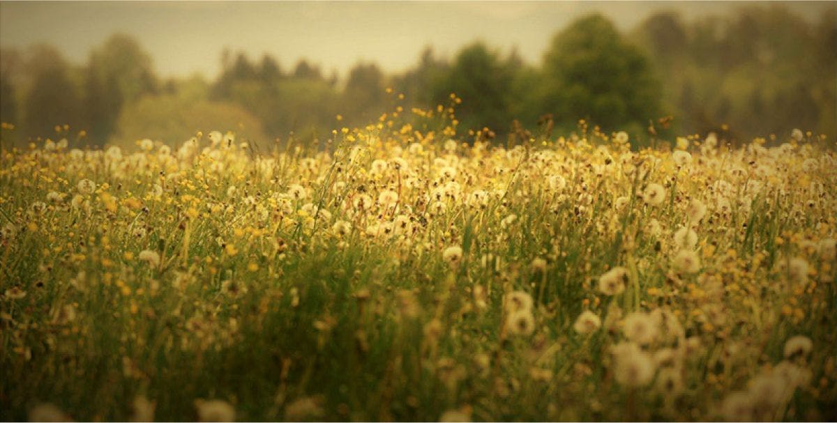 A field of grass and dandelions