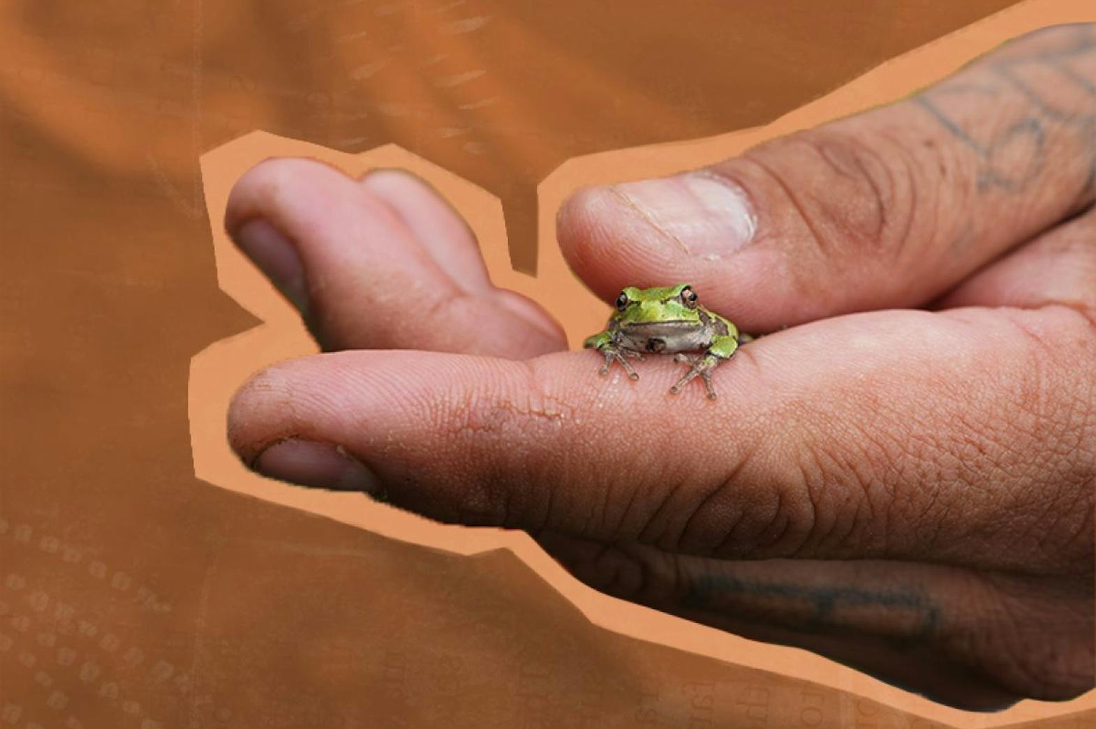 Close up of a hand holding small green frog