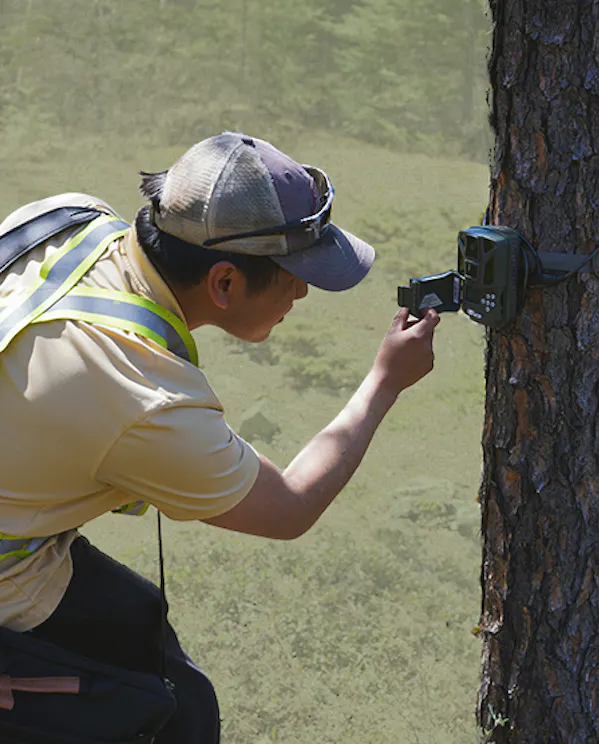A man wearing PPE looks at a trail camera strapped on a tree