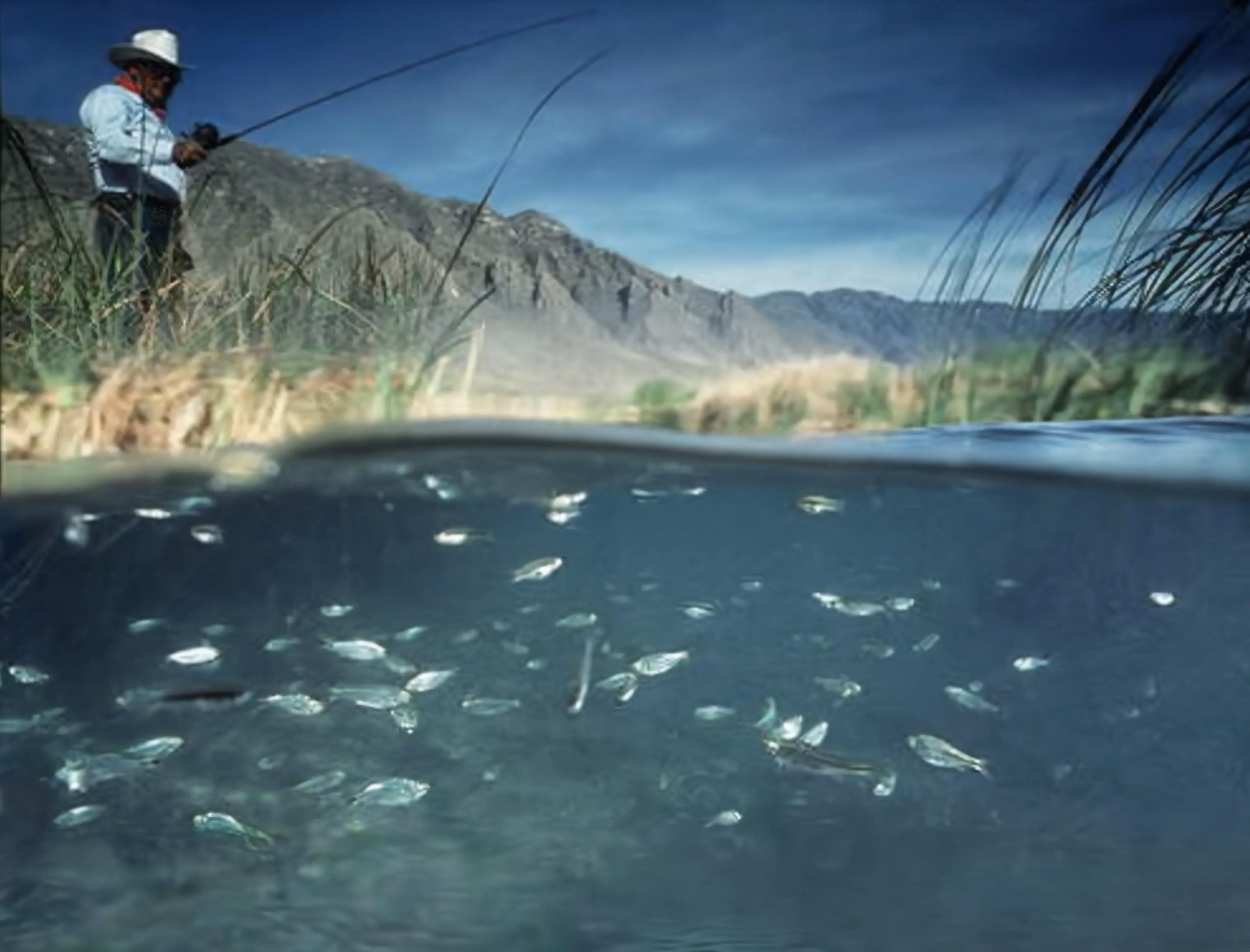 1995 - by George Grall