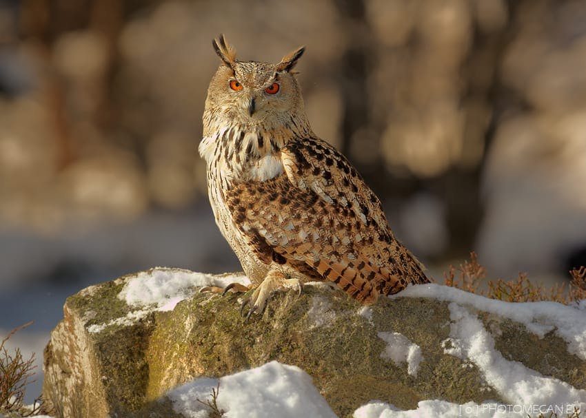 Eurasian Eagle Owl