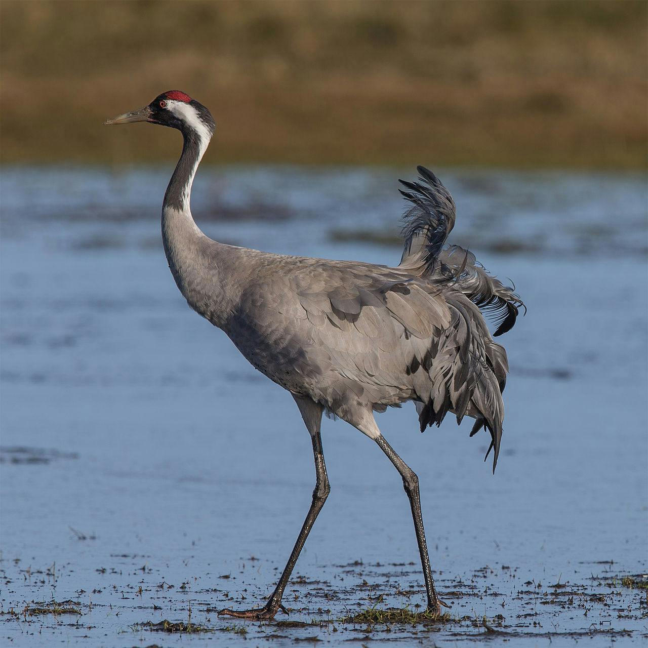 Common Crane (Grus grus) - National Park Wildlife | Alper