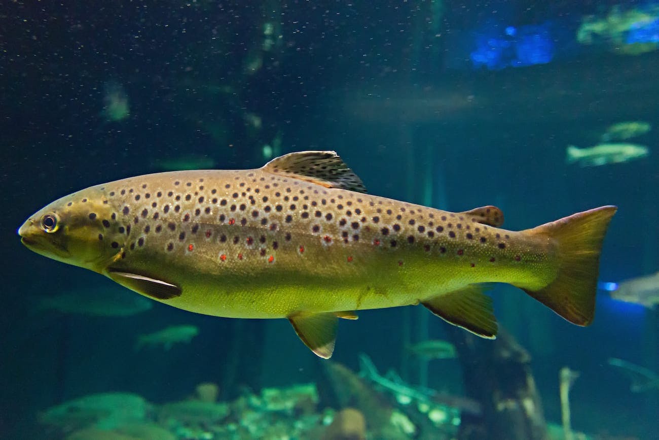 Brown Trout (Salmo trutta)