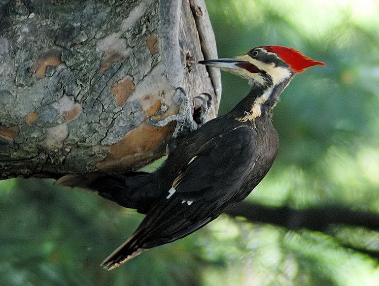 Woodpecker