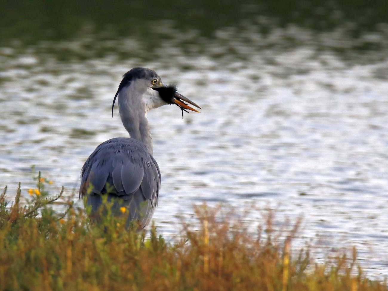 Grey Heron